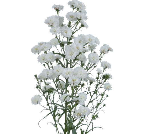 BLANCA™