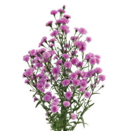 PRIMAVERA™