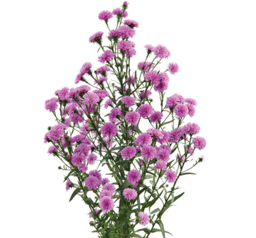 PRIMAVERA™