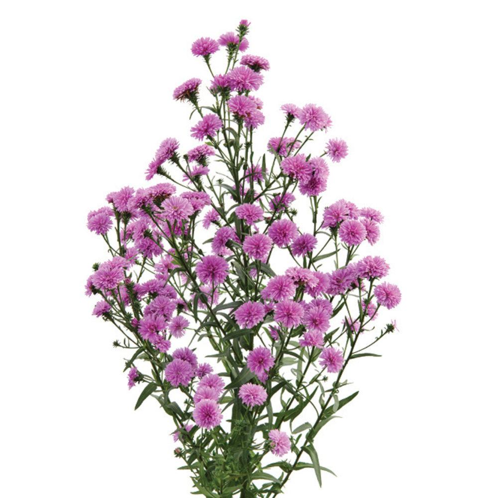PRIMAVERA™