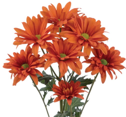 ATLANTIS® Orange