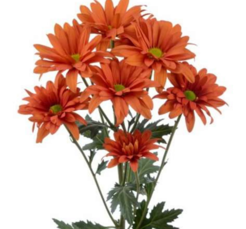 ATLANTIS™ ORANGE