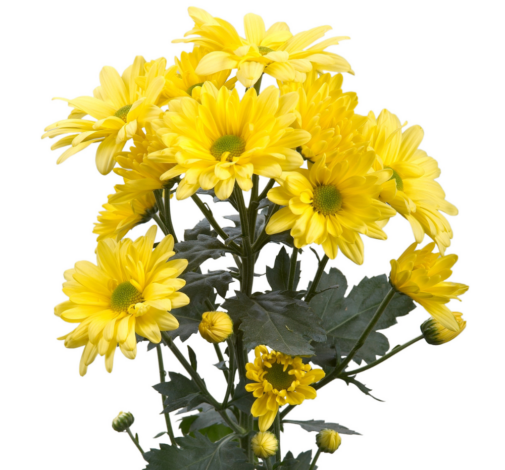 ATLANTIS® Yellow