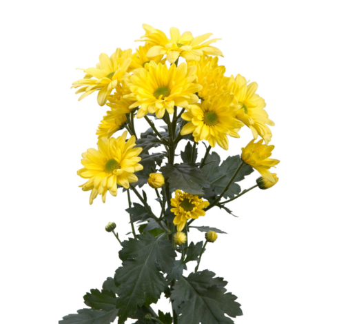 ATLANTIS™ YELLOW