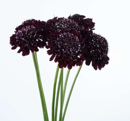 BLACKBERRY SCOOP™