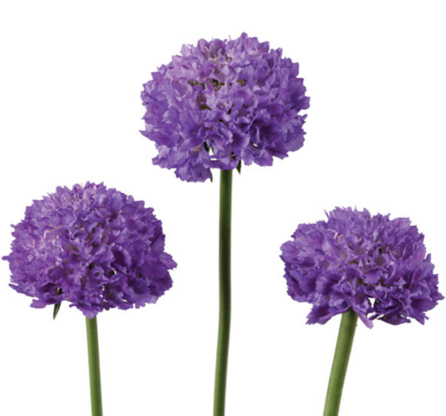 BON BON SCOOP™ DARK LAVENDER