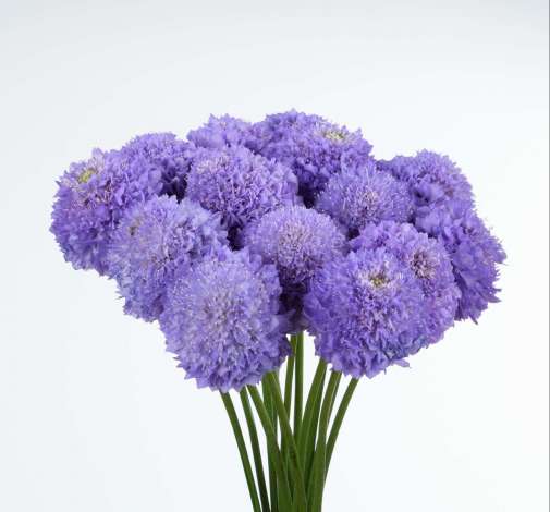 BON BON SCOOP™ DARK LAVENDER