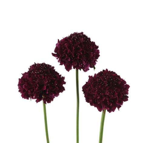 BON BON SCOOP™ MERLOT