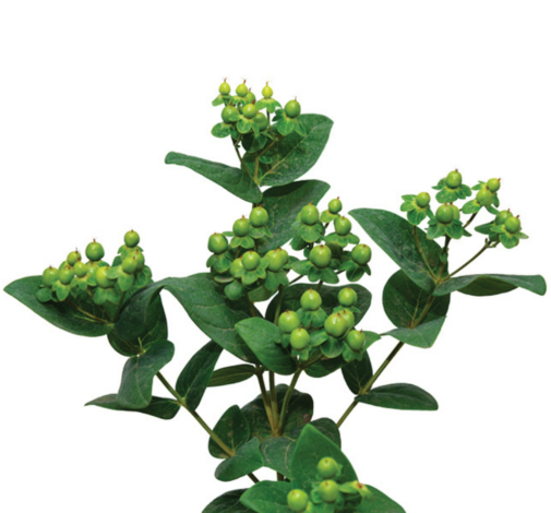 BRISK™ GREEN LIME