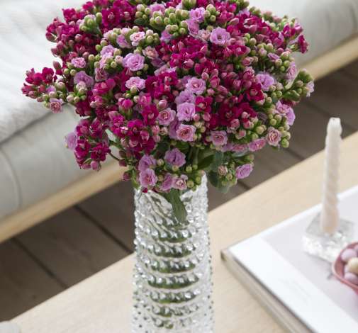 KALANCHOE CUTFLOWERS™ PURPLE