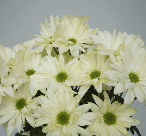 AMOR™ LIGHT MINT
