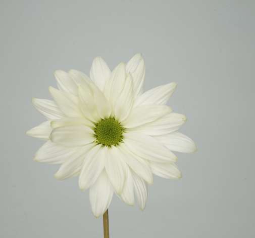 AMOR™ LIGHT MINT