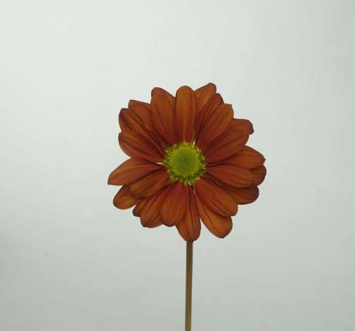 JULIANNE™