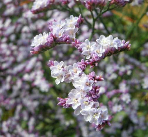 SAFORA™ LILAC