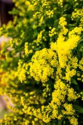 Golden-Glory