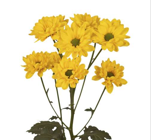 ESPERANZA™ ORO
