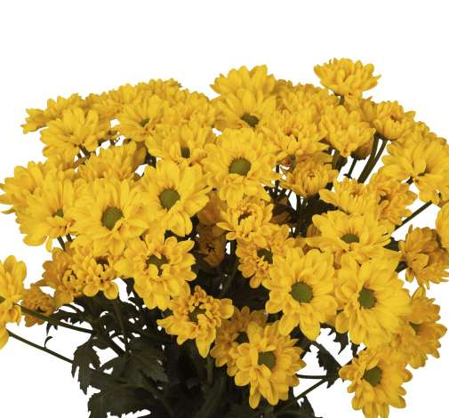 ESPERANZA™ ORO