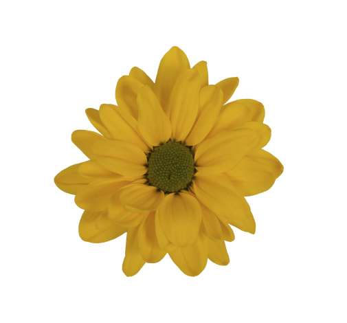 ESPERANZA™ ORO