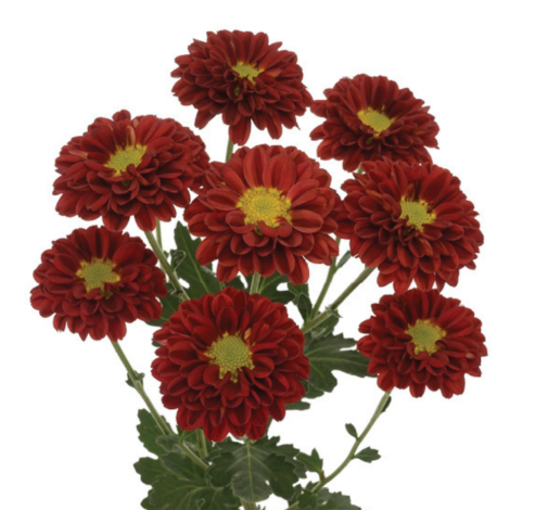 ESPERANZA™ ESCARLATA