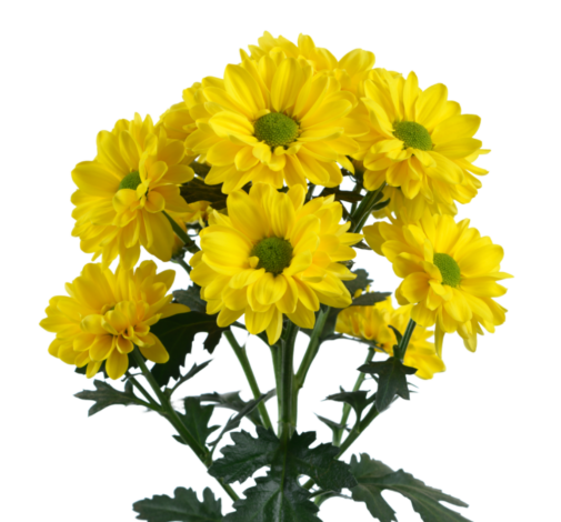 ESPERANZA™ ORO