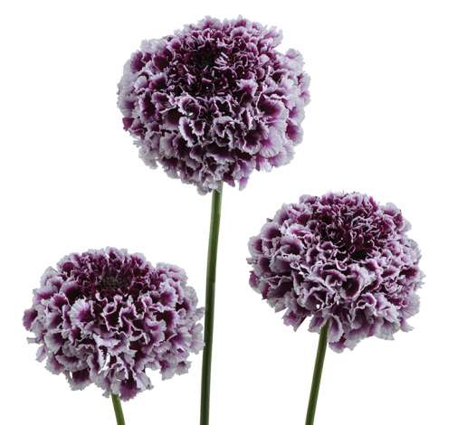 FOCAL SCOOP™ PURPLE LACE