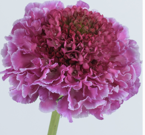 FOCAL SCOOP™ BICOLOR PINK