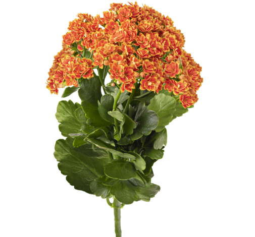 KALANCHOE CUTFLOWERS™ BI-COLOR