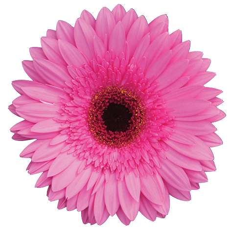 FLOELLA™