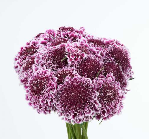 FOCAL SCOOP™ PURPLE LACE