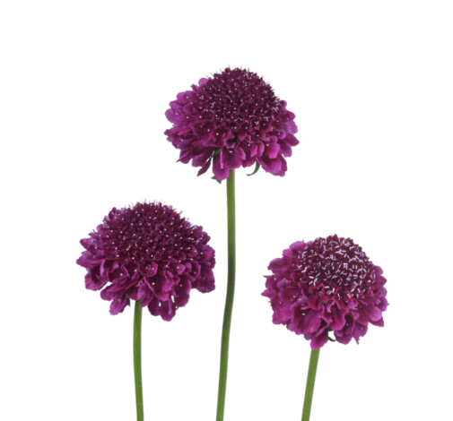 FOCAL SCOOP™ DARK PURPLE