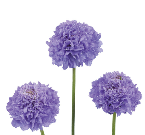 FOCAL SCOOP™ LAVENDER