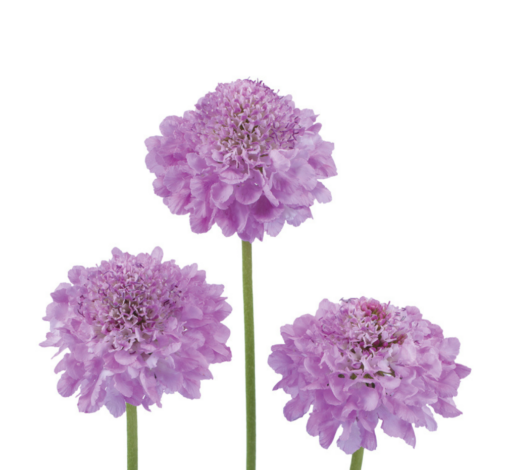FOCAL SCOOP™ LILAC