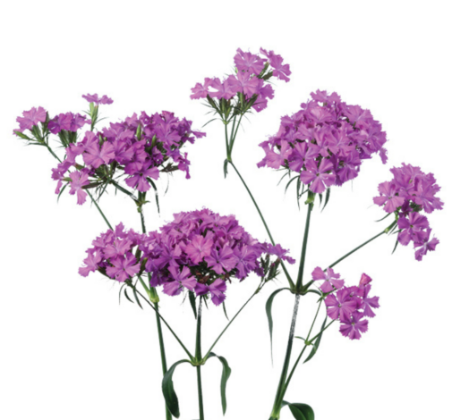 GLOSS™ VIOLET PINK