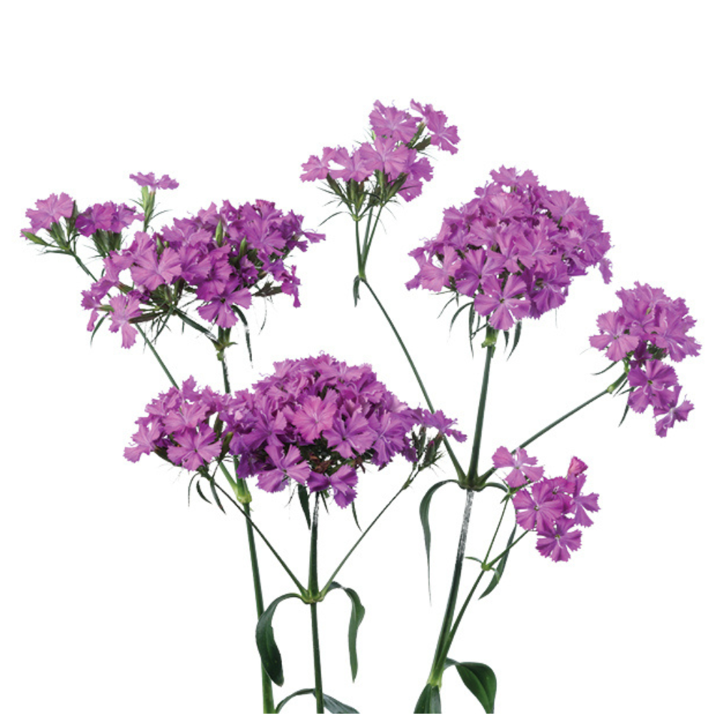 GLOSS™ VIOLET PINK