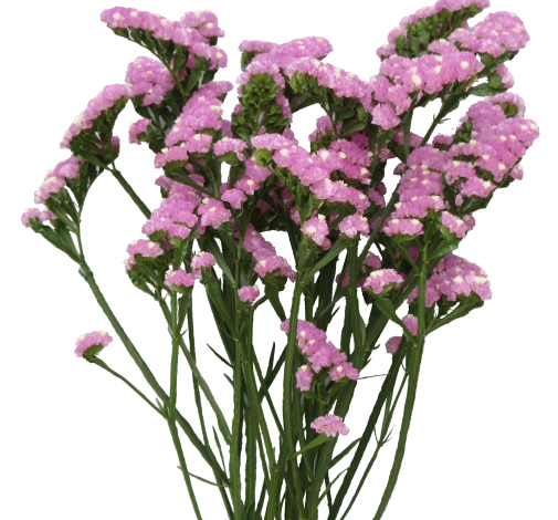 GRAVURE™ PINK