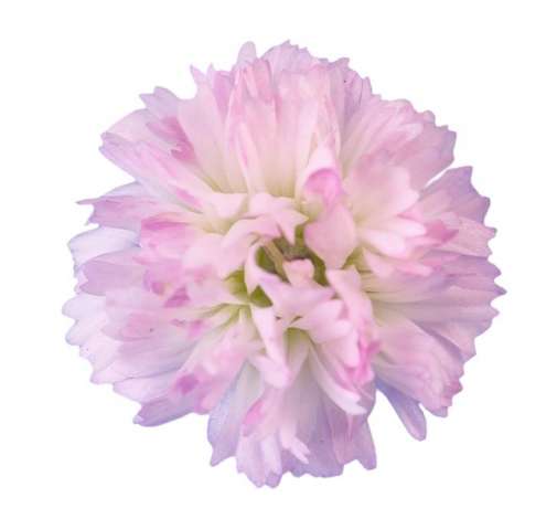 MY PINK™