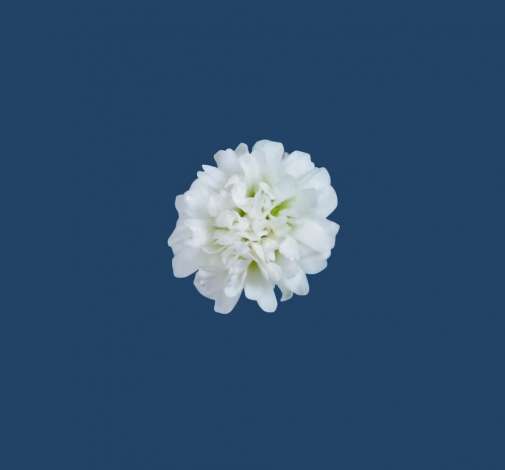 WHITE VICTORIA™