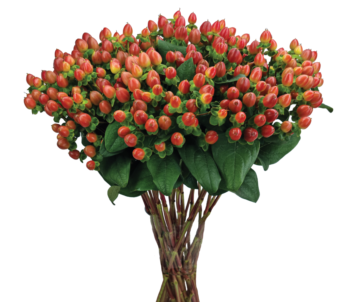 GLOBO™ CORAL