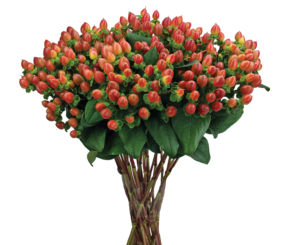 GLOBO™ CORAL