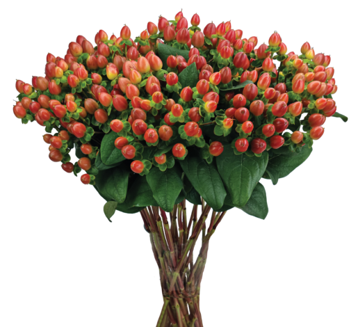 GLOBO™ CORAL