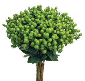 GLOBO™ APPLEGREEN