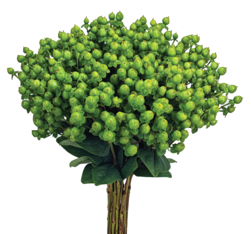 GLOBO™ APPLEGREEN