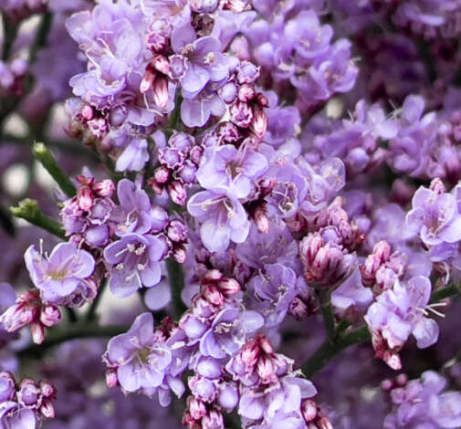 PIUMA™ SKY (former Safora™ Pink Sky)