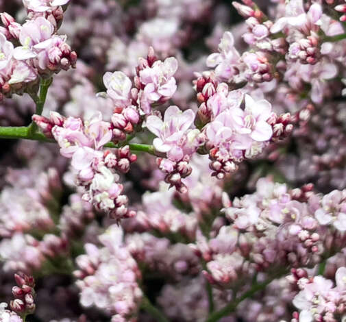 PIUMA™ PINK TOUCH