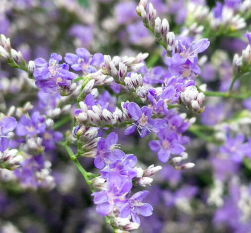SPLENDID™ BLUE