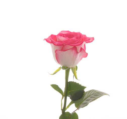 SENTI® AMBIVALENT LOVE COLOMBIA