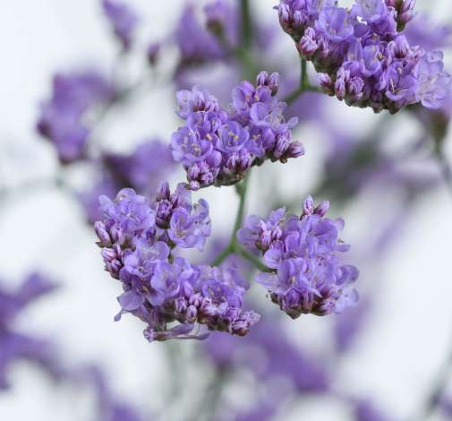 SAFORA™ BLUE-TIFUL