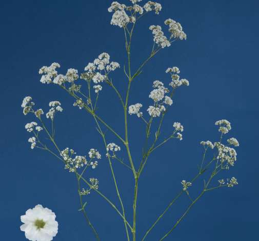 MILLION DAISY™