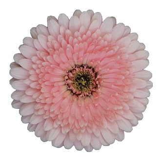 MINI PINK™
