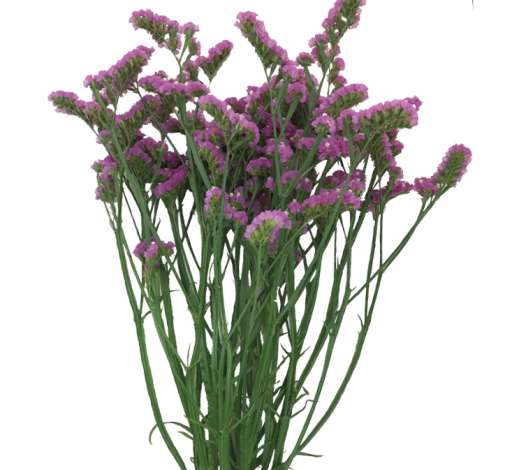 ORIZON™ PINK